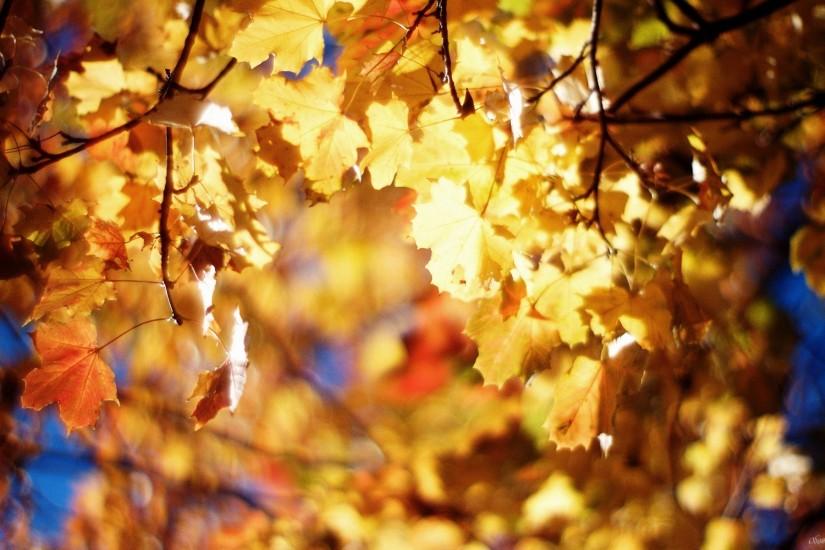 Autumn leaves on tree HD Desktop Wallpaper