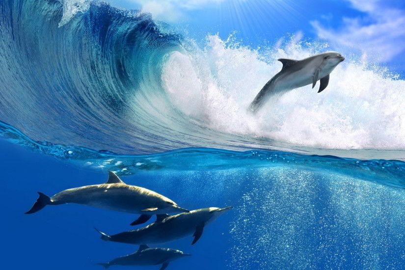 dolphin wallpaper cartoon. Â«Â«
