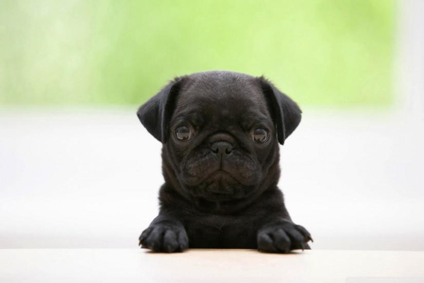 Pug High Definition Wallpapers