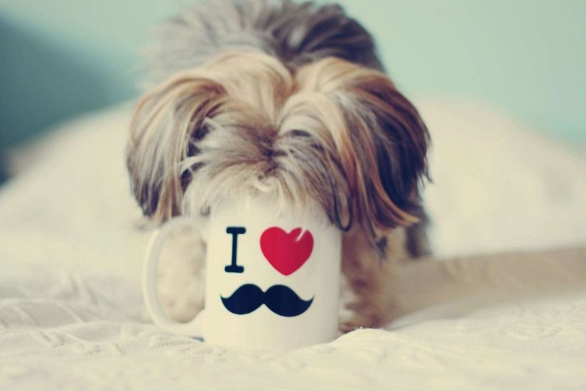 Pretty Yorkshire Terrier Wallpapers - Wallpaper Cave In addition to Lovable  Puppy With Mustache Wallpaper