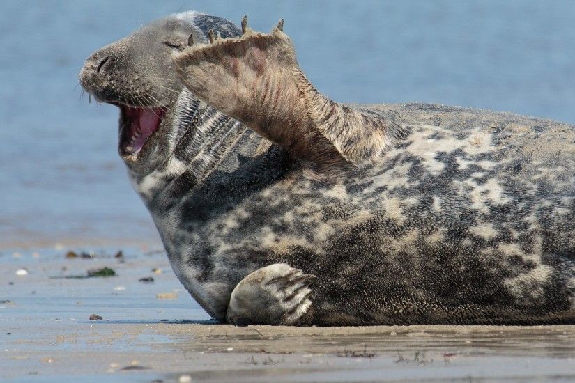 Seal Tag - Sea Wave Waves Humor Animals Funny Beach Comedy Seal Seals Ocean  Baby Animal
