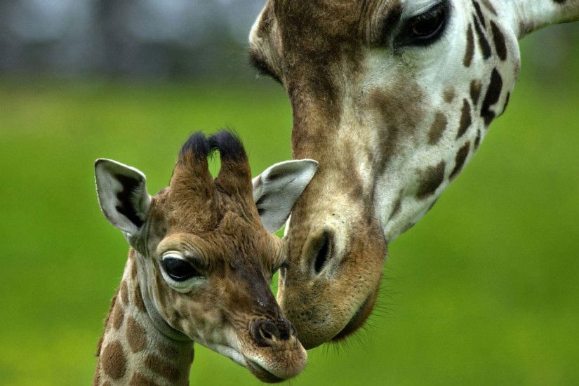 Giraffe with Baby Wallpaper