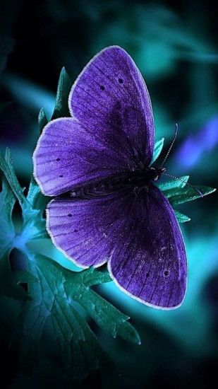 ... Cool Phone Wallpapers with glowing Blue Butterfly in the Dark