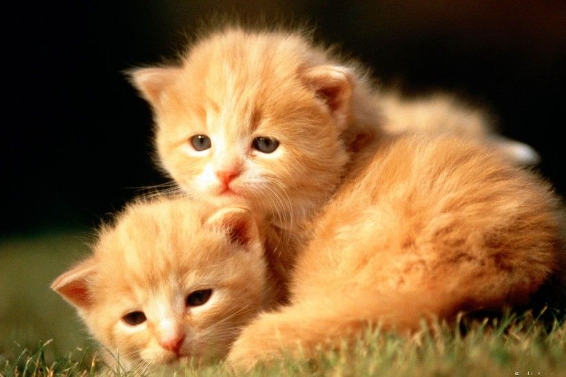Cute Baby Animal Cats Desktop Pics