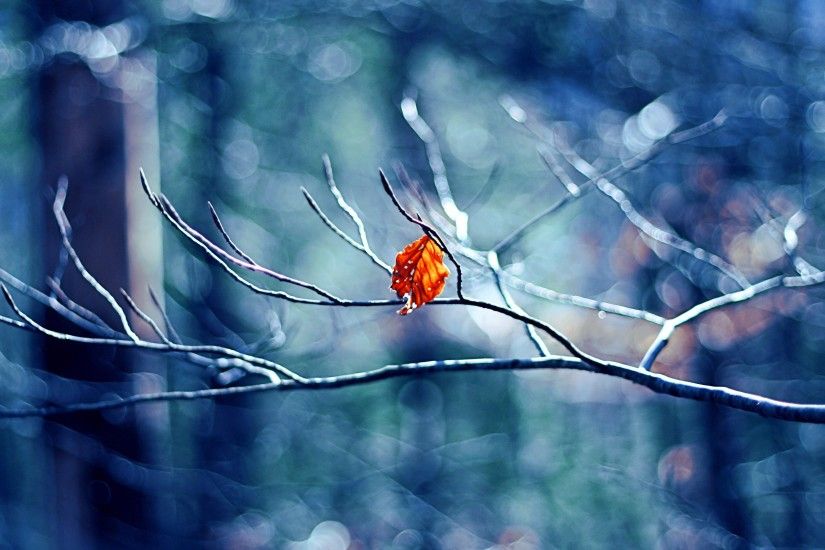 Winter Tree Leaf