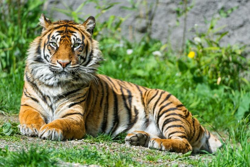 Sumatran Tigress 4K