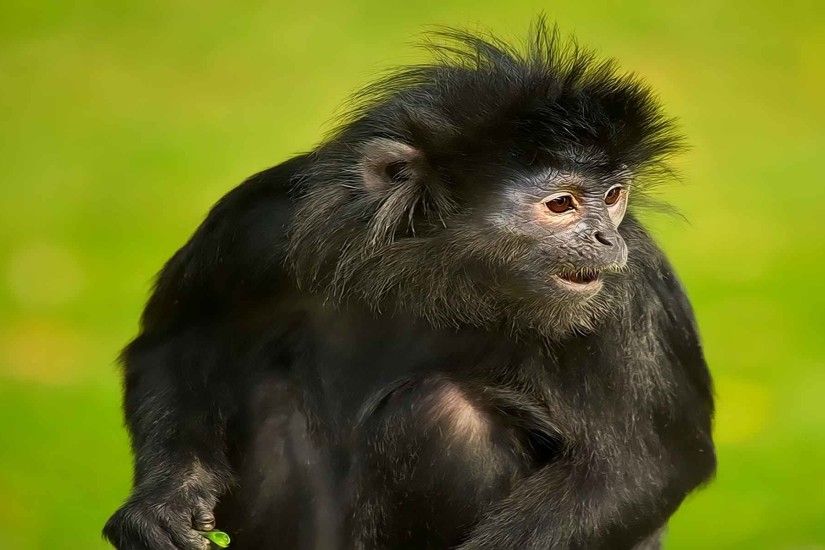 Spider Monkey Wallpaper | Spider Monkey Pictures | Cool Wallpapers