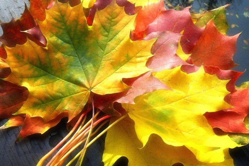 Fall Leaves Wallpaper Autumn Nature