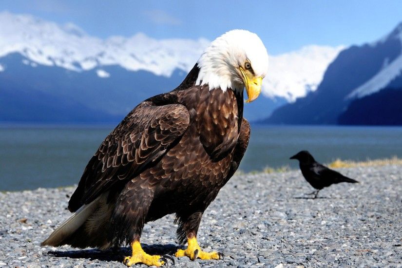 Animal - Eagle Wallpaper | 150 LADY BIG BIRDS | Pinterest | Bald eagle, Eagle  wallpaper and Bird