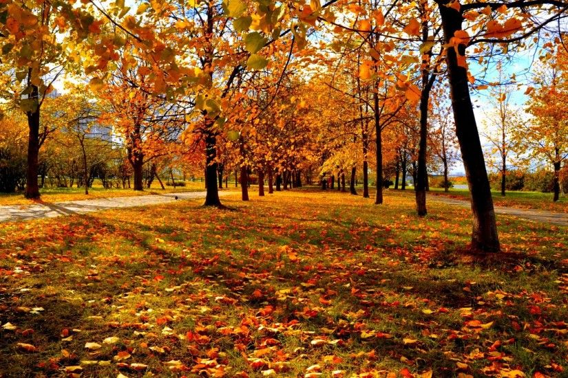 Fall Trees Background 29498