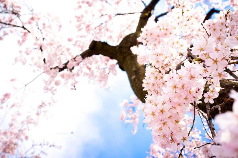 Sakura Flowers Wallpaper | Wallpaper Download