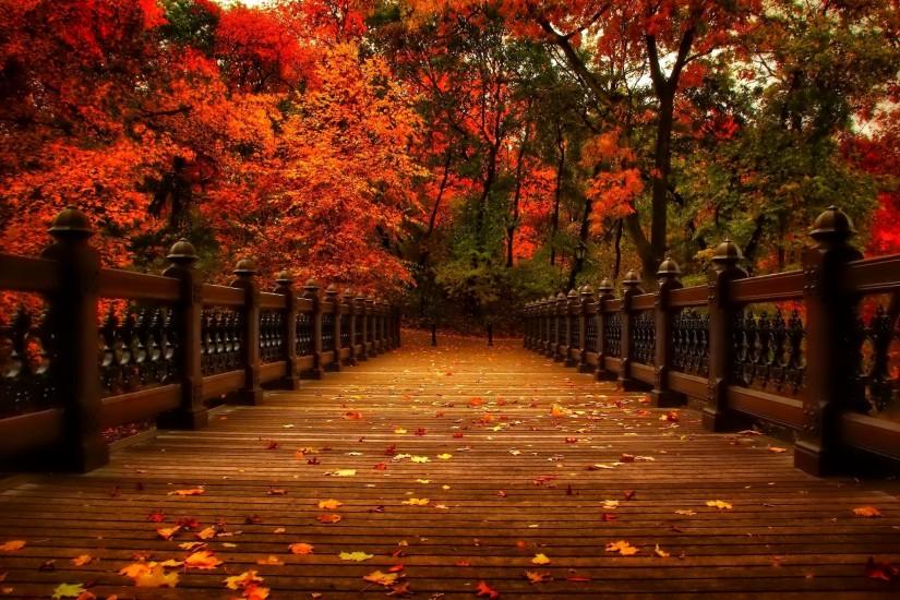 Autumn Scenery Wallpaper - Fall Leaves & trees6 - Wallcoo.net