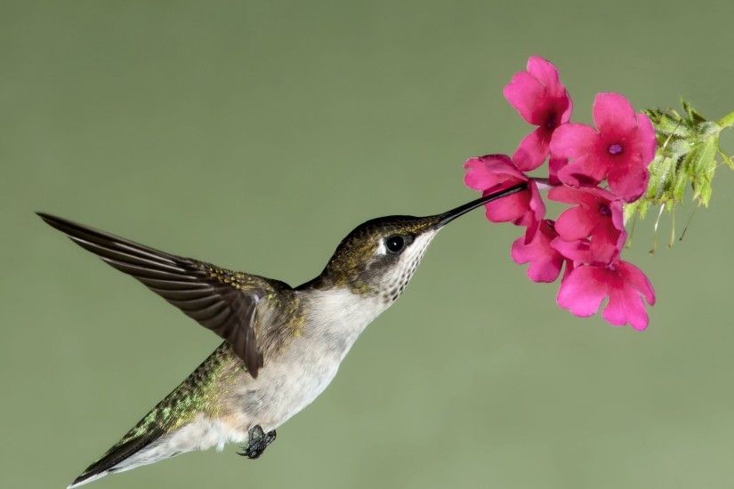 Hummingbird flower