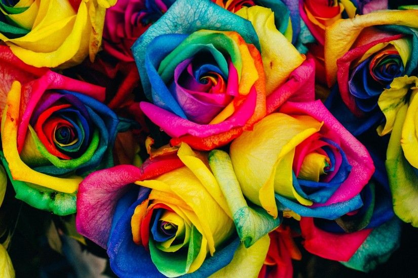 Rainbow Roses - Flowers & Nature Background Wallpapers on Desktop .