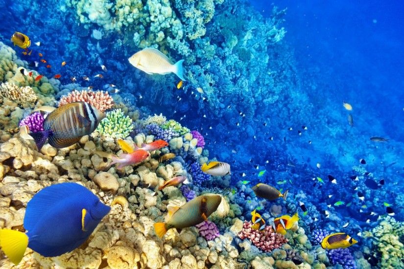 underwater world coral reef tropical fishes ocean underwater world fish  ocean coral reef