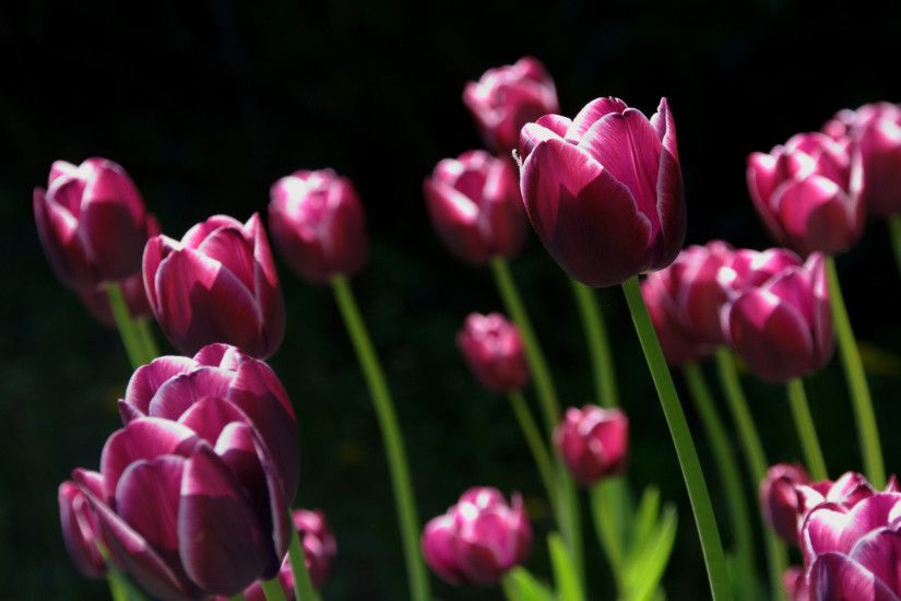 Spring Pink Tulips
