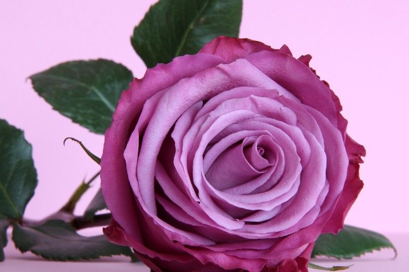 Beautiful purple rose on the table