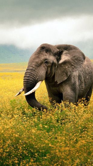 Preview wallpaper elephant, grass, field, walk, sky, beautiful scenery  1080x1920