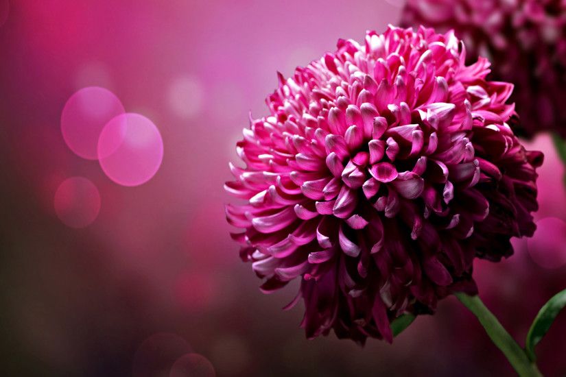 Purple Flowers Background Wallpaper | Purple Chrysanthemum flowers desktop  wallpaper