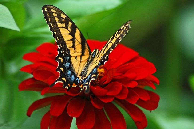 Wallpaper: Butterfly on the Red Flower. Ultra HD 4K 3840x2160