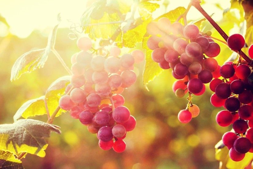 sun, with, grapes, desktop, background, hd, wallpapers, widescreen,
