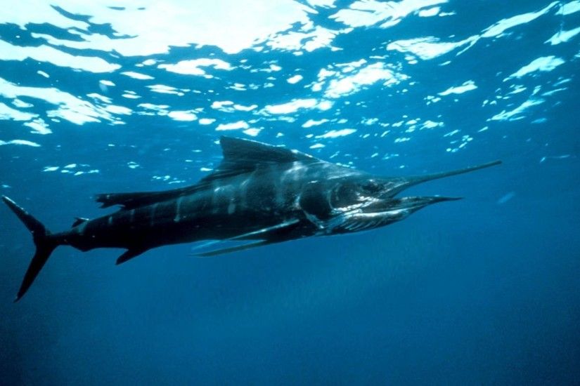 ... Top Blue Marlin Image Wallpapers ...