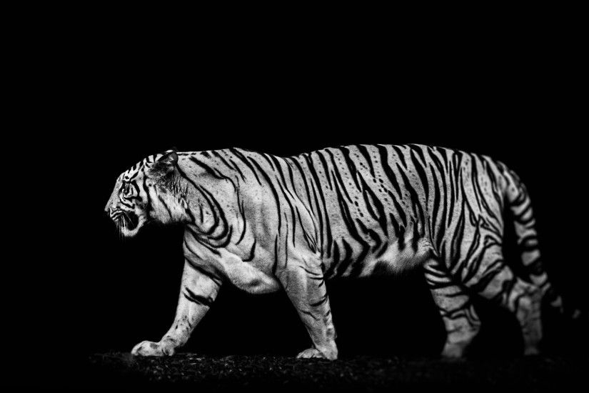 wallpaper.wiki-White-Tiger-Photo-Download-Free-PIC-