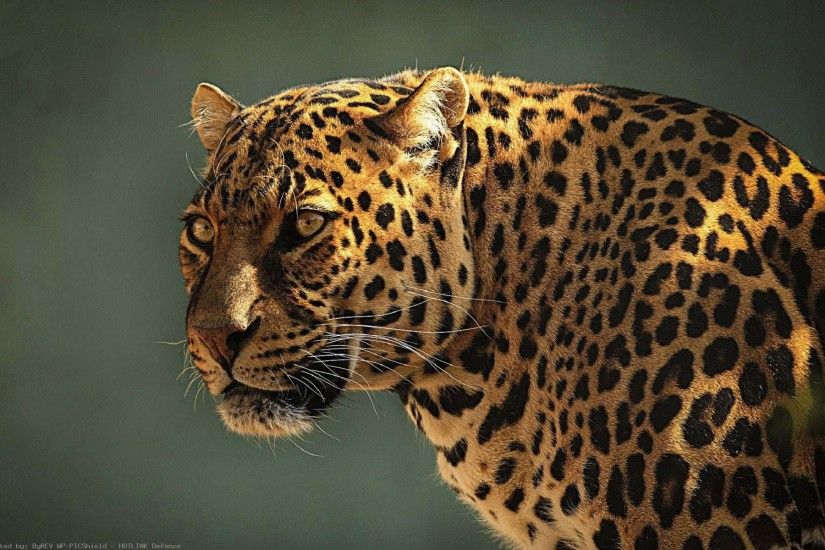 Wildcat Animals Wallpapers HD