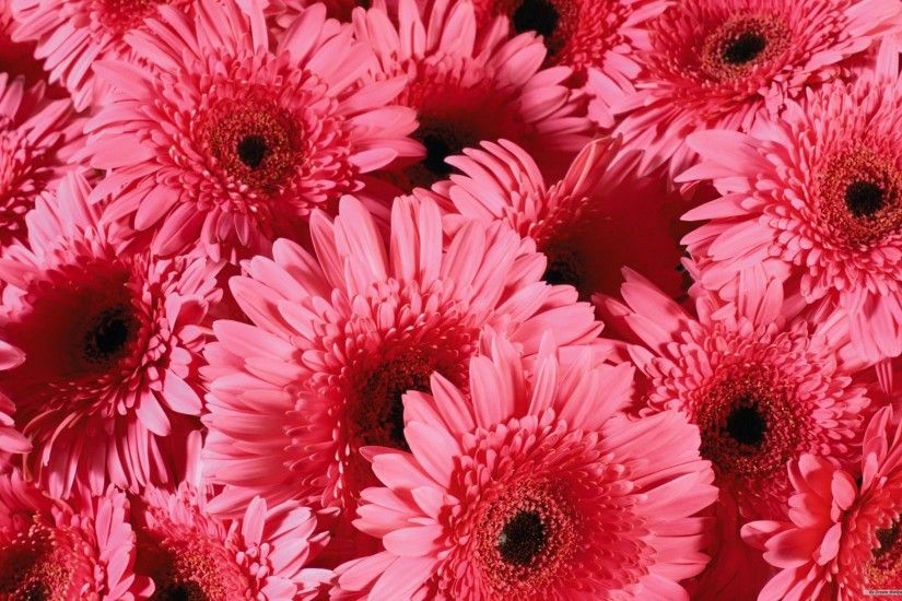 Wallpapers For > Pretty Flower Backgrounds