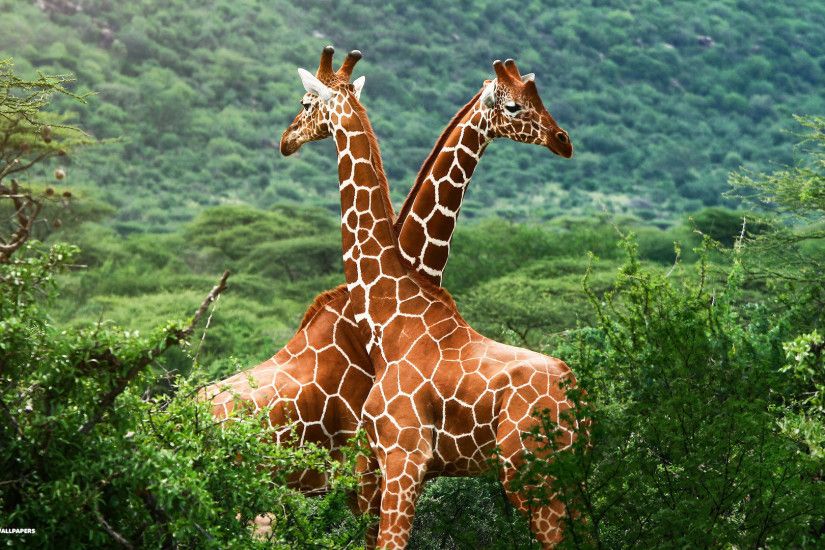 wallpapers animal background giraffes