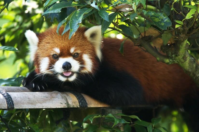 red panda, lie down, tree