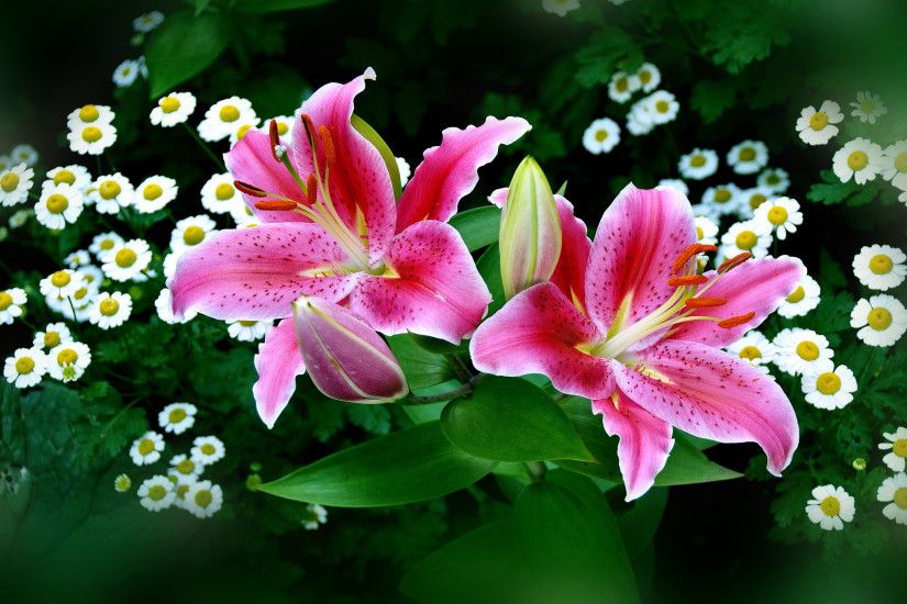 flowers, Nature, White Flowers, Pink Flowers, Lilies Wallpapers HD /  Desktop and Mobile Backgrounds