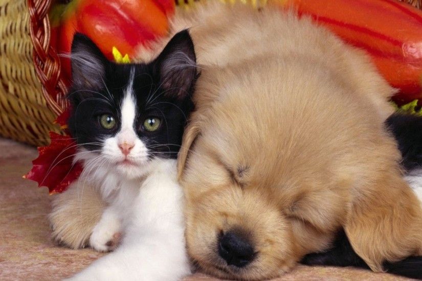 Cute Cats & Dogs Wallpapers Images Free Download For Desktop