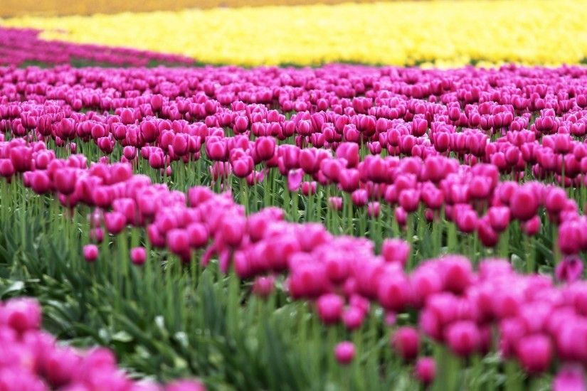 flower flowers tulips the field pink nature green leaves nature flowers  tulips background wallpaper widescreen full