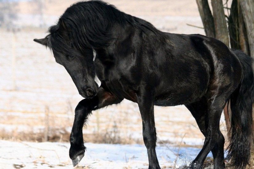 wallpaper.wiki-Black-Horse-HD-Pictures-PIC-WPE0011648