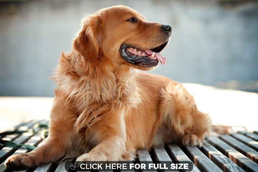 Golden Retriever Dog wallpaper