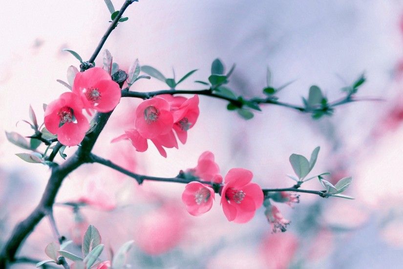 Flower-Wallpaper-Pink-Bush
