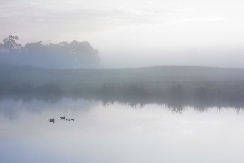 Ducks on a misty pond wallpaper HD Wallpaper