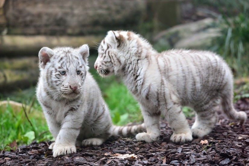 2 Young White Tiger Desktop Background. Download 2560x1600 ...
