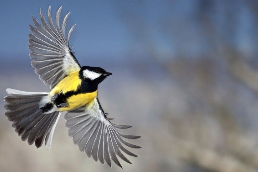 Sapporo Bird Wallpapers Free Download