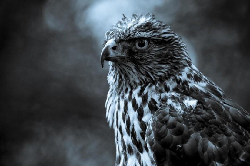 Eagle Birds Download 3D HD Wallpaper.