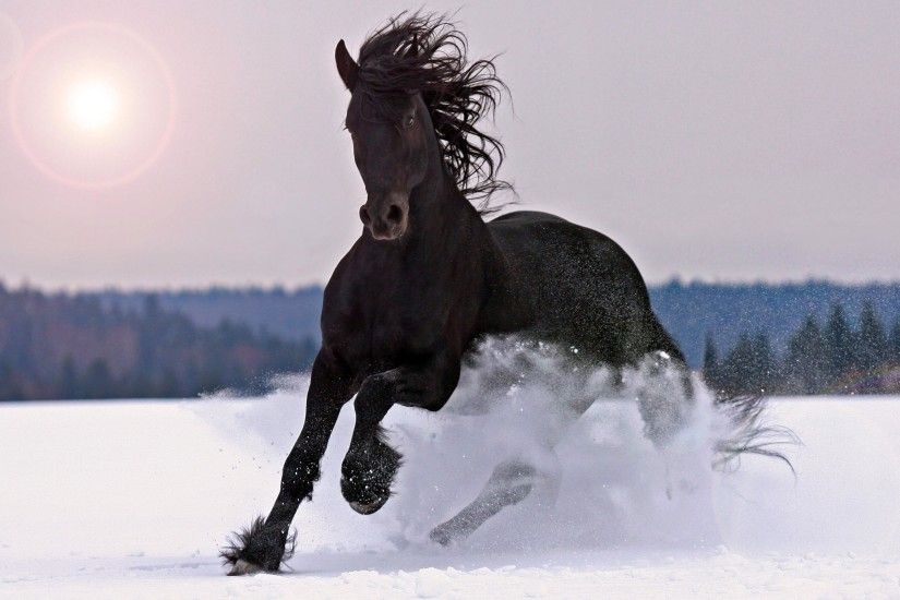 Black Horse Picture Wallpaper