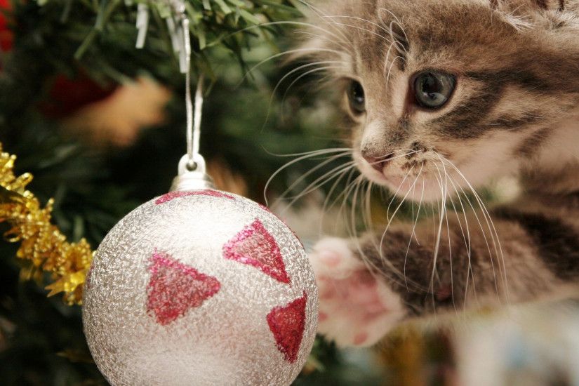 Super Cute Christmas Cat Full HD wallpaper