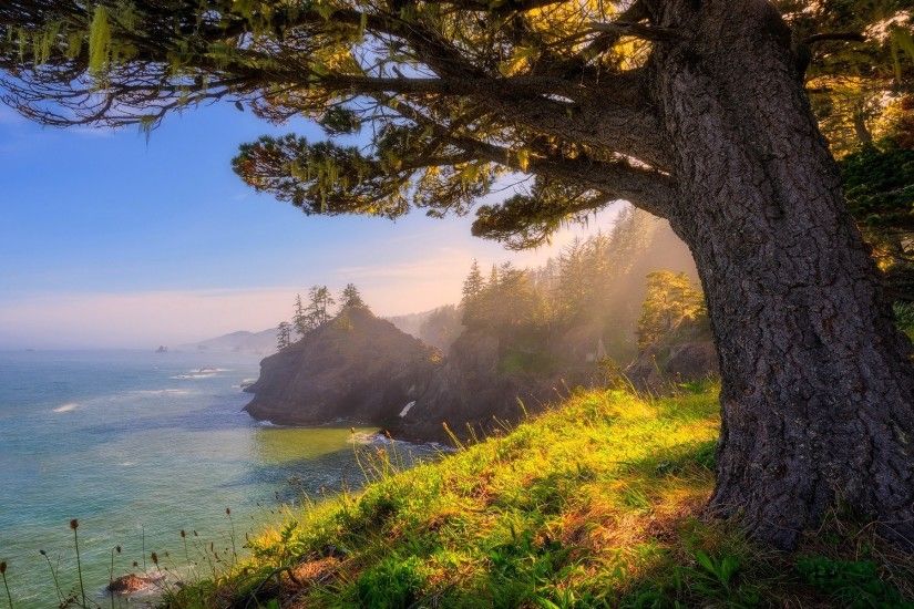 nature, Landscape, Oregon, Sea, Sunlight, Coast, Forest, Grass, Trees Wallpapers  HD / Desktop and Mobile Backgrounds