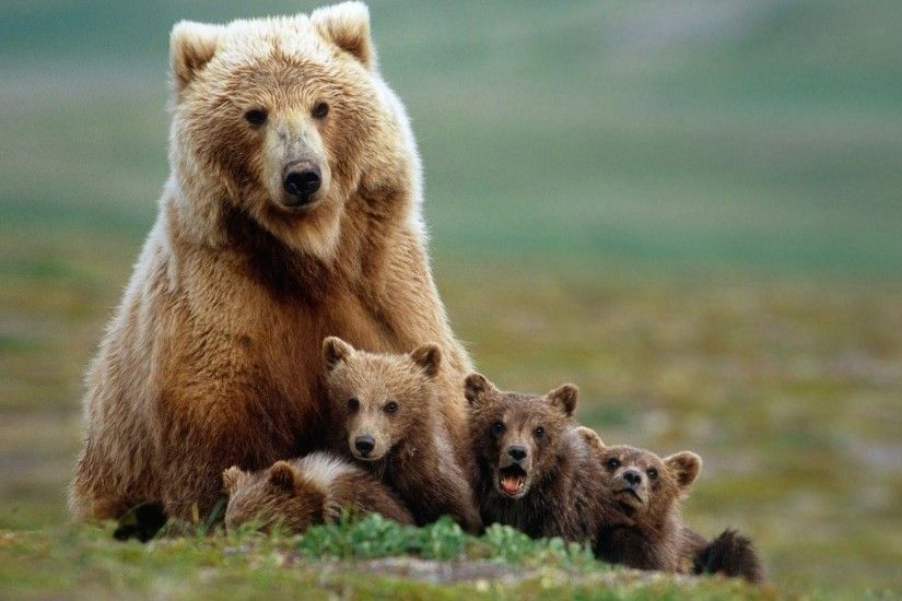 ... Nature, Animals, Grizzly Bear, Grizzly Bears Wallpapers HD .