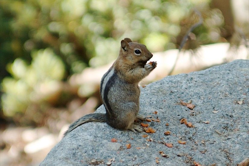 A Chipmunk in Sequoia National Park wallpaper - Click picture for high  resolution HD wallpaper