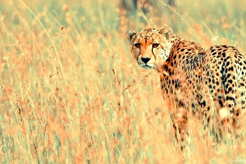 Cheetah wallpapers HD. Cheetah funny
