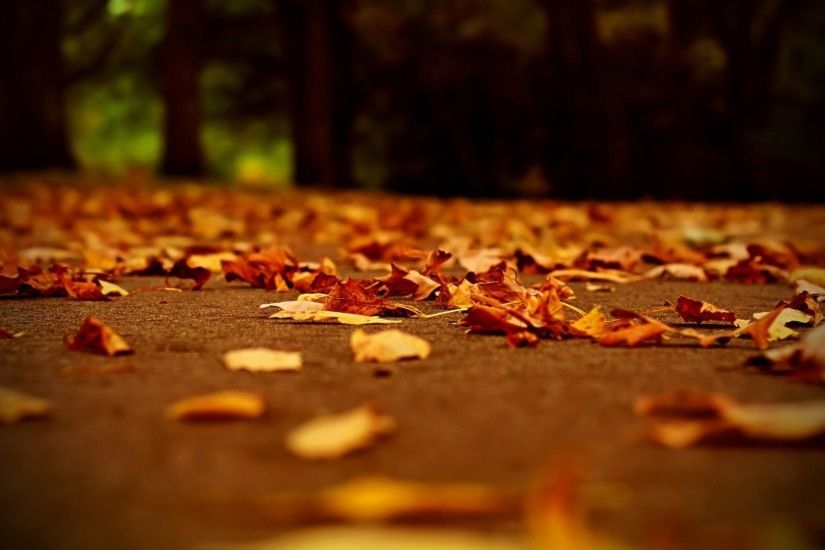 The ground covered with fallen Autumn leaves