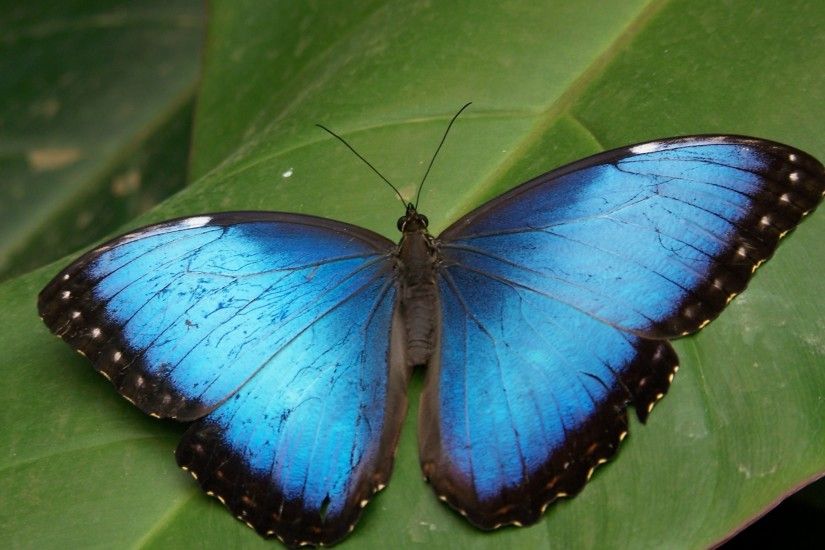 Blue Butterfly wallpapers and stock photos