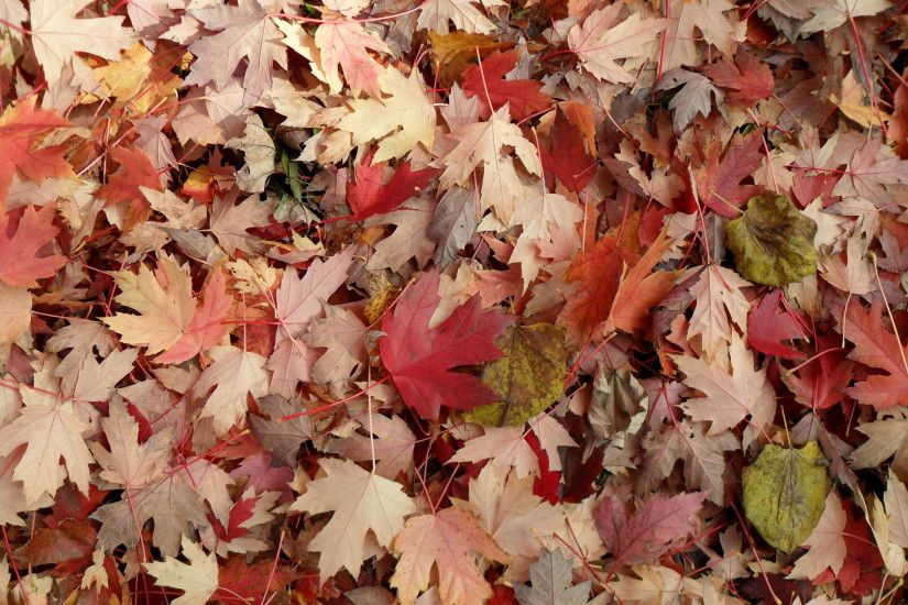 Desktop Background – Fall Leaves